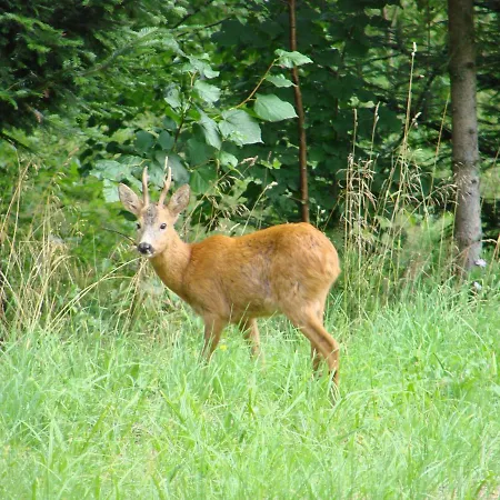 Roza Feriehus Kamesznica