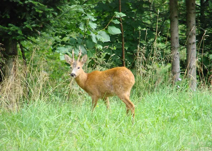 Roza Ferienhaus Kamesznica